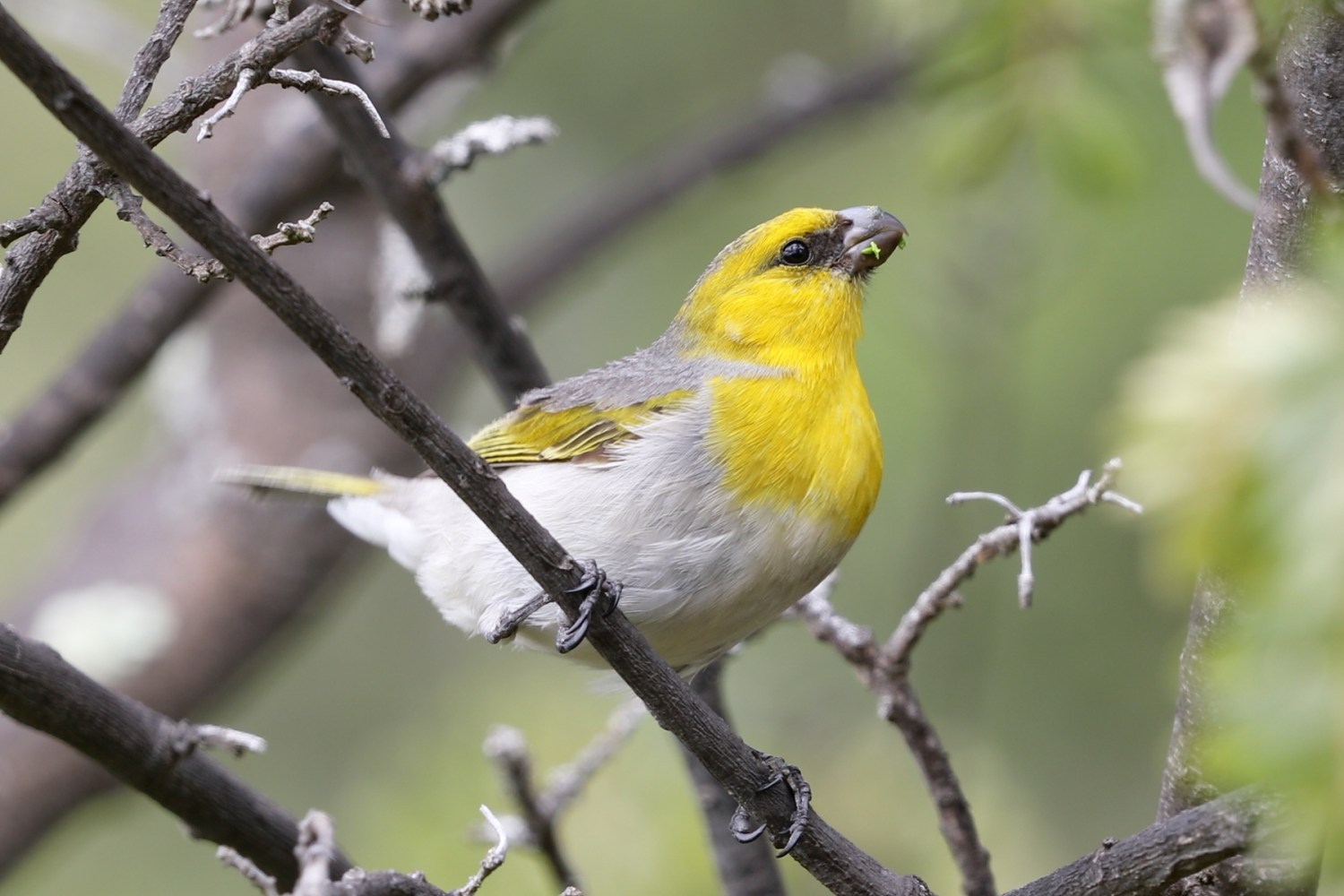The Palila Bird’s Legal Battle: Suing Hawaii Over Extinction Threat
