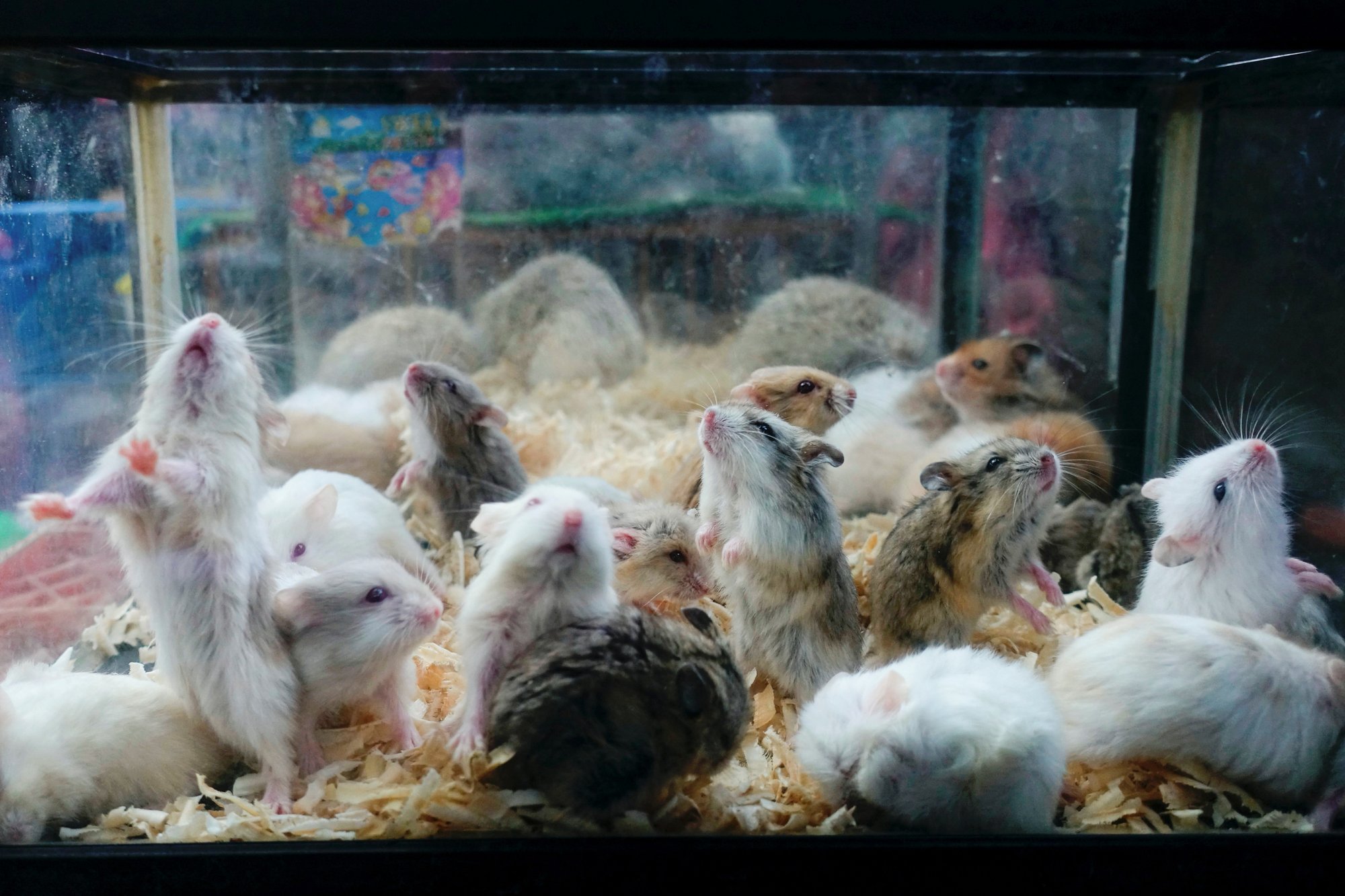 Japanese School Worker Arrested in Hamster Massacre at ‘Love Hotels’